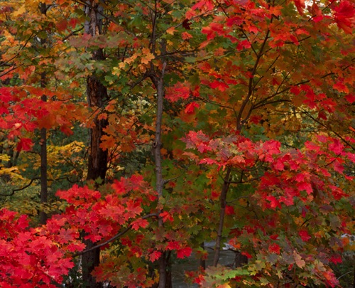 Maples, Passaic River, Union County, NJ.jpg